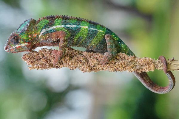 How Can a Plant-Based, Anti-Inflammatory Diet Impact the Prognosis of Autoimmune Diseases?